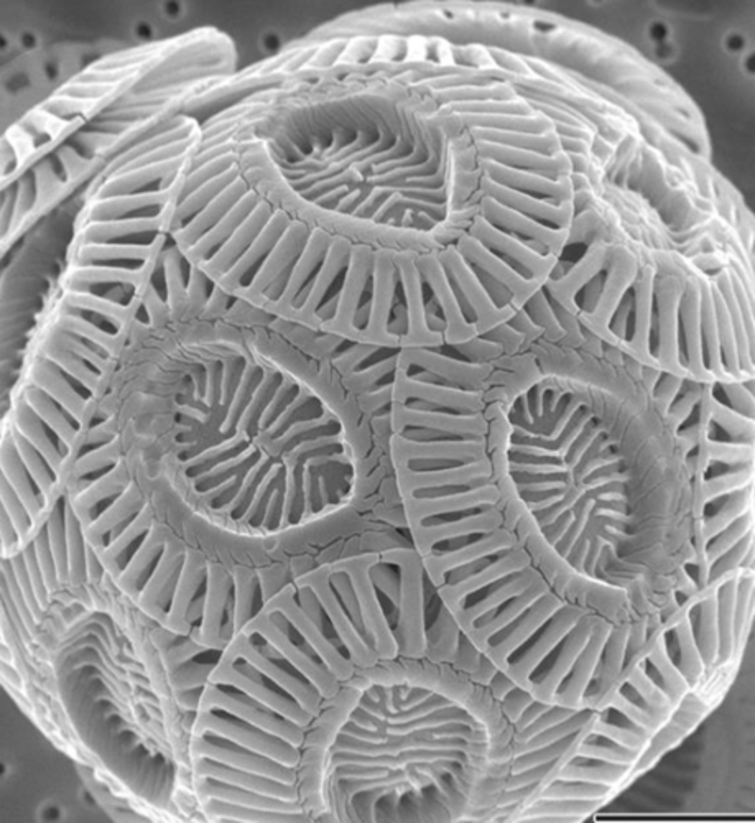 <p>Single cell algae. Low Mg calcite. Abundant in warm shallow water.</p>