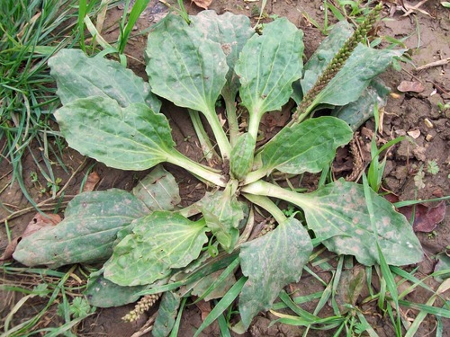 <p>Plantago sp.</p>