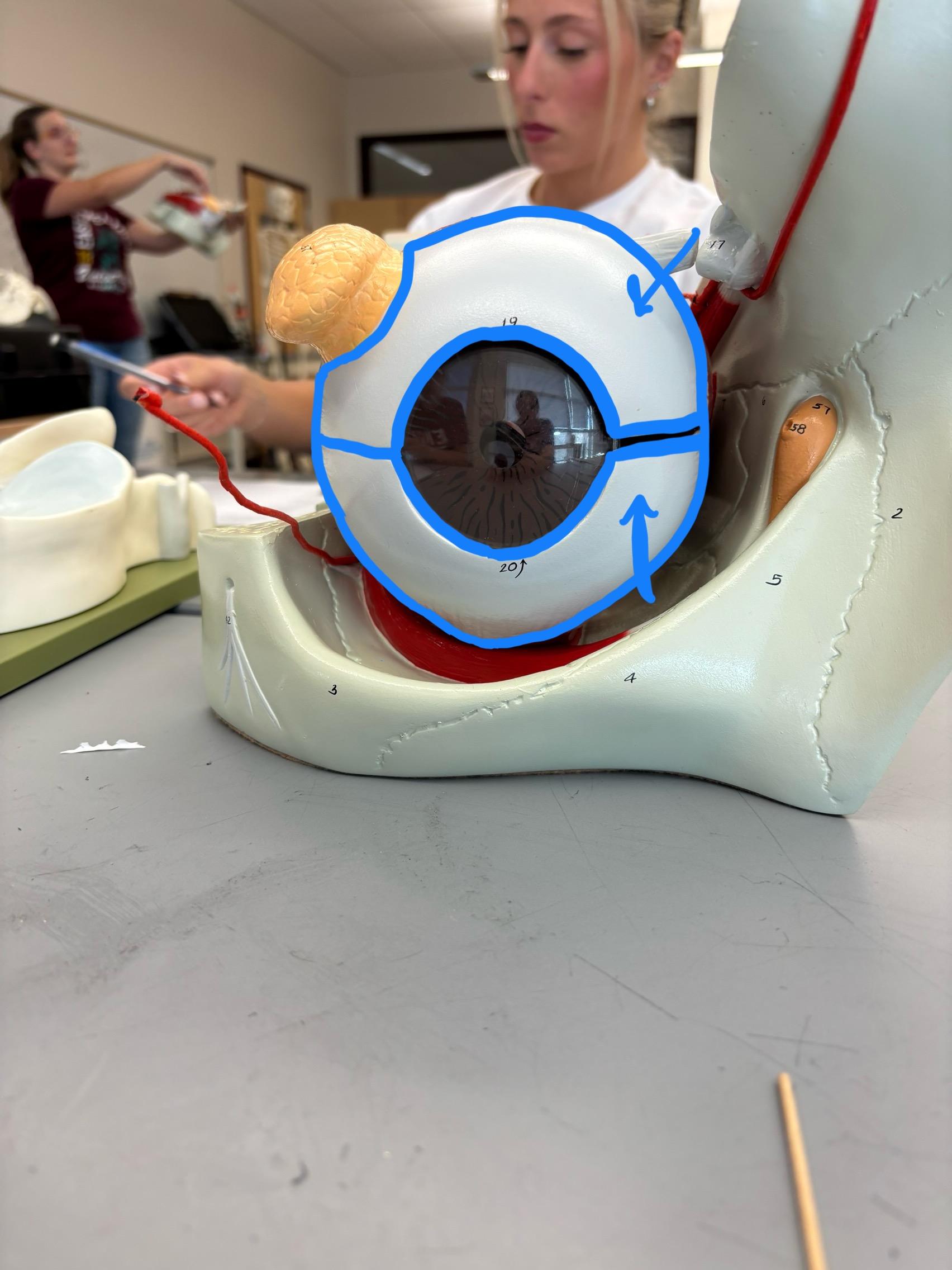 <p>What structure is this?</p>