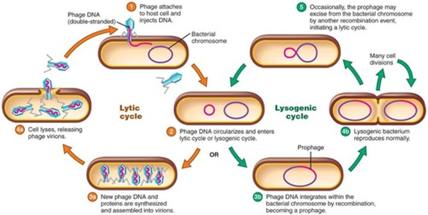 <p>Phage DNA is incorporated in the host DNA.</p>