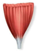 <p>Name this fascicle arrangement:</p>