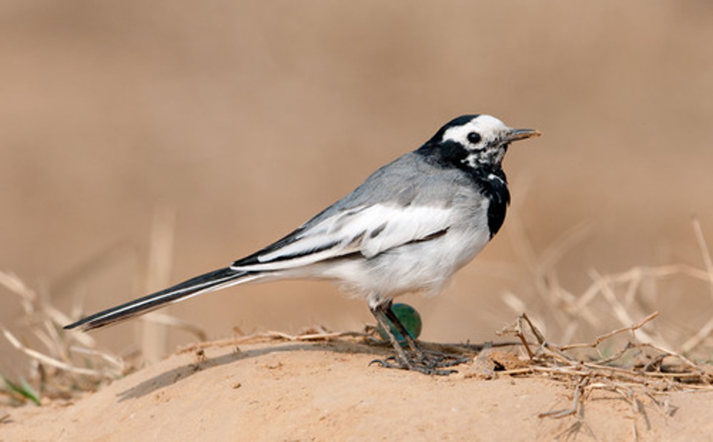 <p>Passeriformes Motacillidae</p>