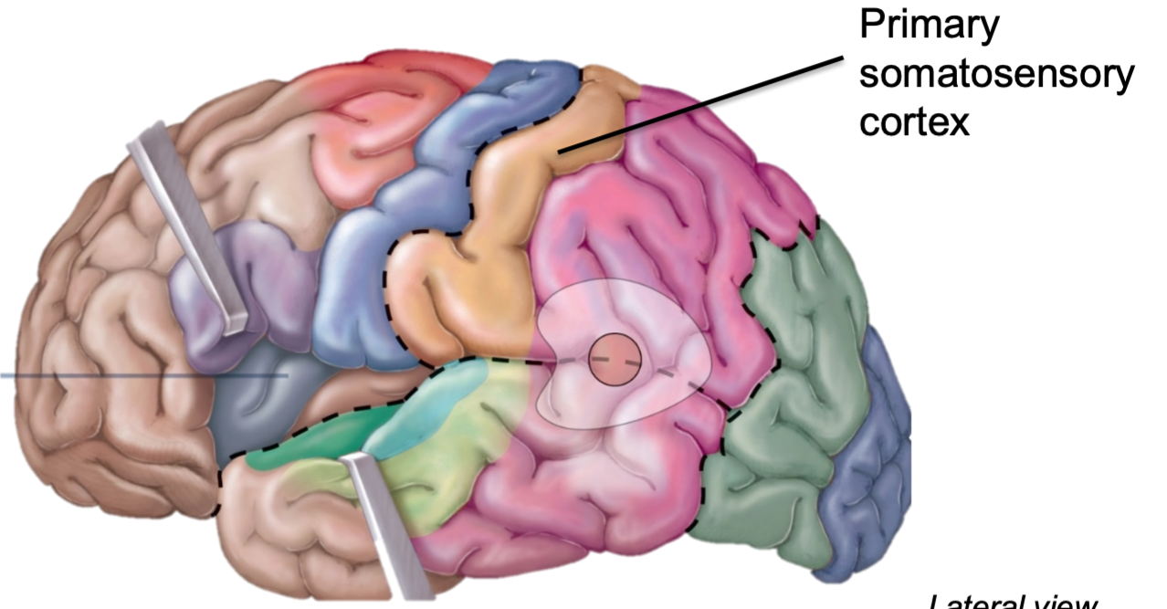 1. Receives information from somatic senses 
- Touch
- Pressure
- Vibration
- Pain
- Proprioception
2. Enables conscious awareness of senses
3. Located in postcentral gyrus