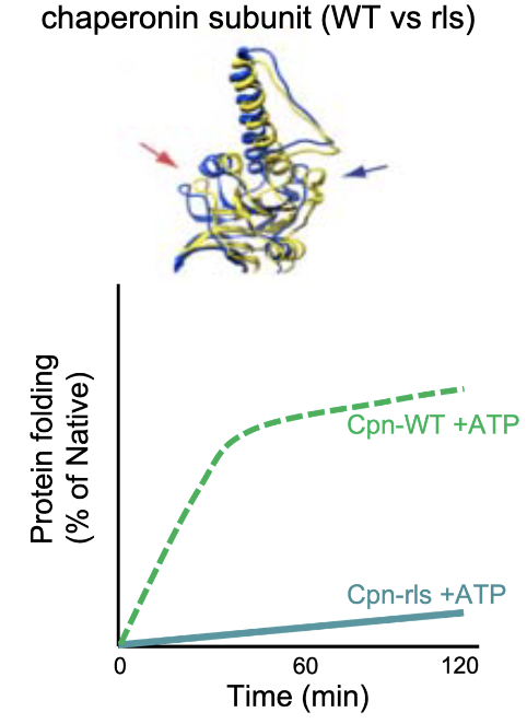 <ul><li><p class=""><strong>Hypothesis 2:</strong> If release is blocked, folding fails.</p><ul><li><p class="">Used mutant Cpn-rls (modified Loop 11 prevents substrate release).</p></li><li><p class="">Lid closes but substrate isn’t released from edges of chaperonin.</p></li><li><p class="">No folding occurred = folding <strong>requires release</strong> into chamber.</p></li></ul></li><li><p class=""><strong>Conclusion</strong>: Chaperonins “facilitate” protein folding</p></li></ul><img src="https://knowt-user-attachments.s3.amazonaws.com/9ea1e142-a0b5-4f53-b7e0-7e04c1f7f7af.png" data-width="100%" data-align="center"><p></p>