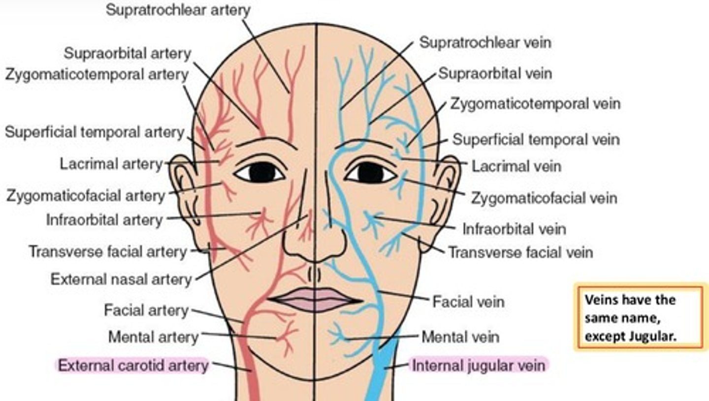<p>External Carotid artery &amp; <strong>Internal Jugular vein</strong></p>