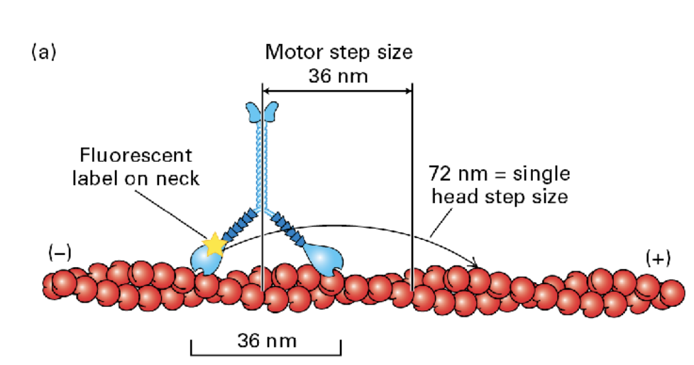 <p><span style="font-size: calc(var(--scale-factor)*20.27px)">motor protein to hall things towards the membrane</span></p><img src="https://knowt-user-attachments.s3.amazonaws.com/4860d34e-119f-44e9-9761-18d84be2dd6a.png" data-width="100%" data-align="center"><p>Myosin 5 moves take longer 72nm steps hauling cargo 36 nm at a step.  (motor step size = 36 nm whereas single head step size is 72nm) </p>