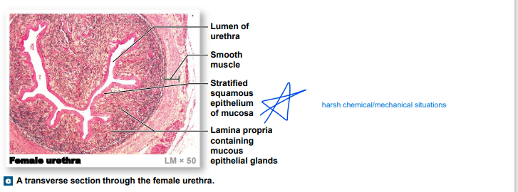 female urethra... memorize pls 