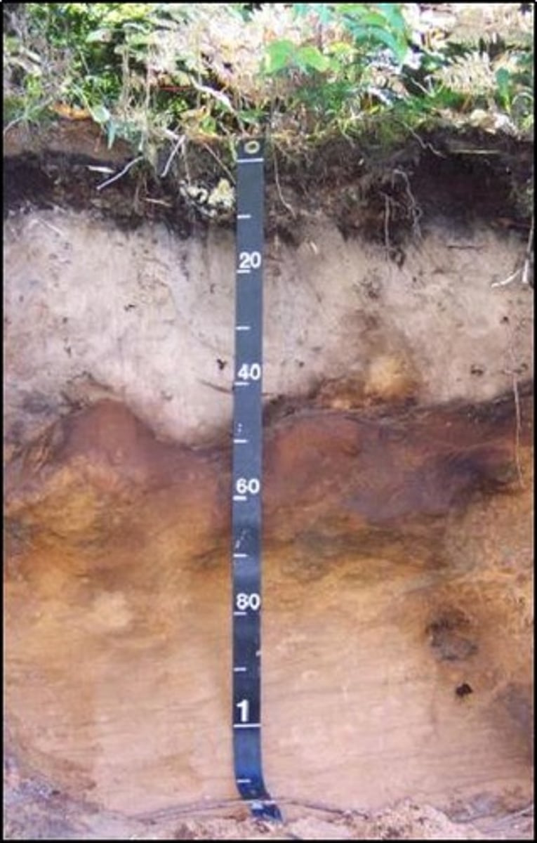 <p>a soil layer where materials such as clay, iron, aluminum, and organic compounds are leached out and washed downward through a process called eluviation. Because these darker or heavier materials are removed, the E horizon is typically very light in color—often pale gray or ashy. It forms most commonly in forested landscapes, especially where there is enough rainfall and acidic leaf litter to enhance leaching. Essentially, the E horizon is the zone of maximum loss, where water percolates through and carries fine particles and nutrients into deeper horizons.</p>