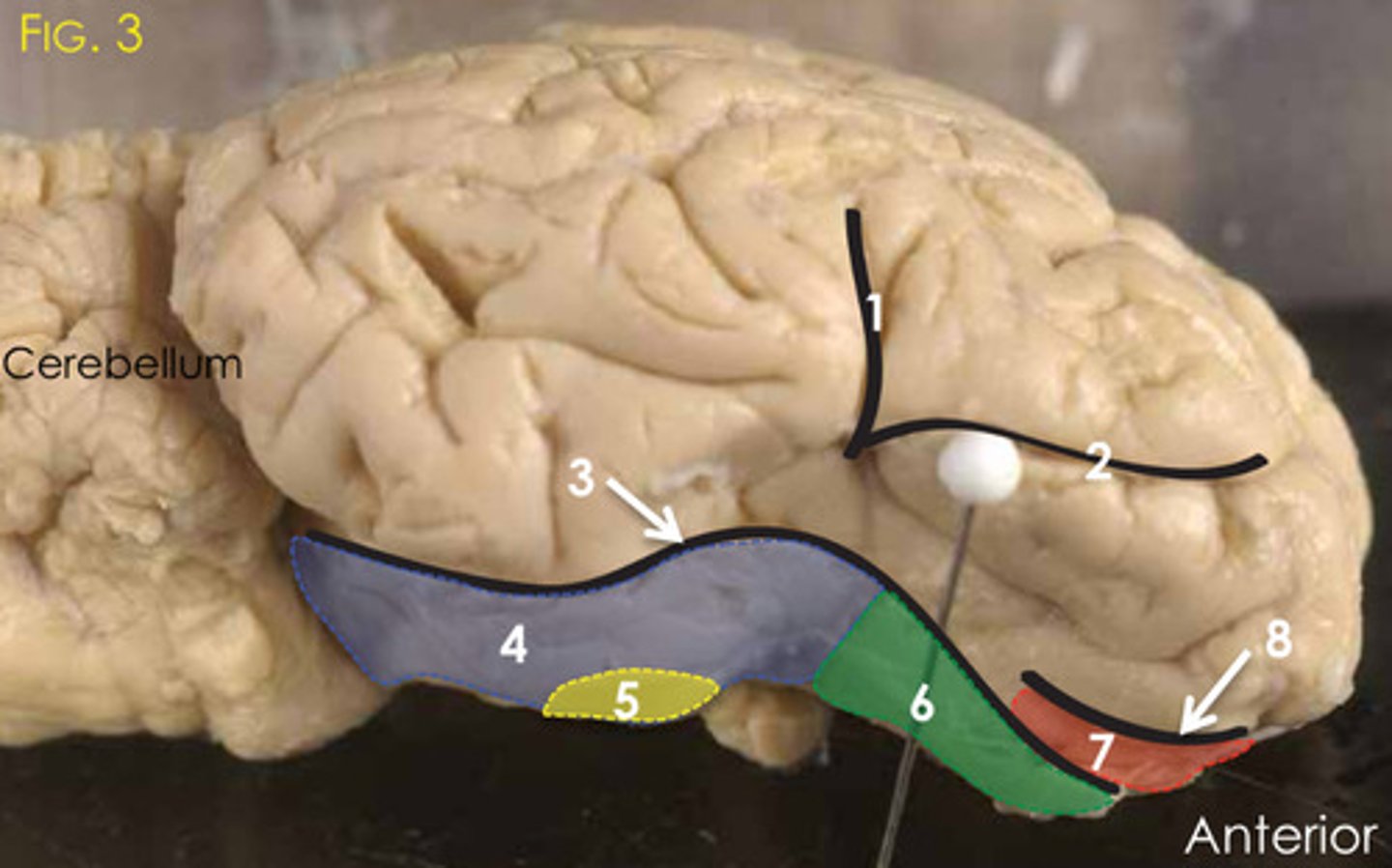 <p>3?</p>