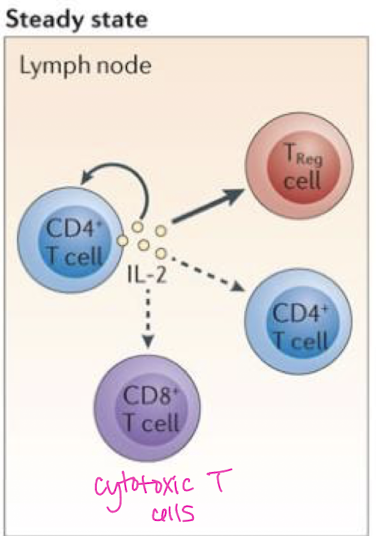 <p>CD4+ T cells, CD8+ T cells (cytotoxic), dendritic cells, &amp; thymic cells → <strong>pleiotrophism</strong></p>