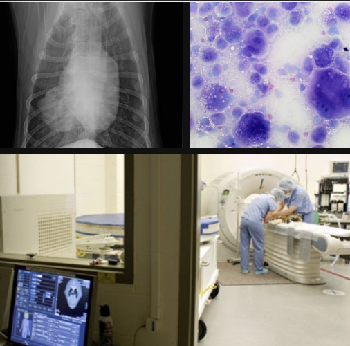 <p>1. lab work (CBC, chem, UA)</p><p>2. imaging of chest and abdomen (CT scan)</p><p>3. LN aspirates </p><p>4. +/- bone marrow aspirates</p>