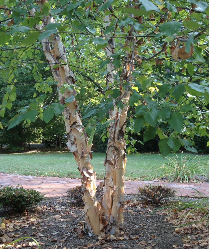 <p><em>Betula nigra</em></p><ul><li><p><strong>distinct, papery, “pink” bark</strong></p></li><li><p>only native one in this part of TN</p></li><li><p>grows near water</p></li><li><p>summer fruiting</p></li><li><p><strong>lenticels on bark for oxygen</strong></p></li><li><p>can get big and bark will look grey, but limb bark should look normal</p></li><li><p><strong>simple alternate leaf, with teeth, very thin stem</strong></p></li><li><p><strong>shade intolerant</strong></p></li></ul><p></p>