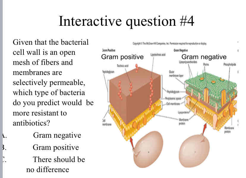 <p>Practice Question (Bacteria) - Given that the bacterial cell wall is an open mesh of fibers and membranes are selectively permeable, which type of bacteria do you predict would &nbsp;be more resistant to antibiotics?</p>