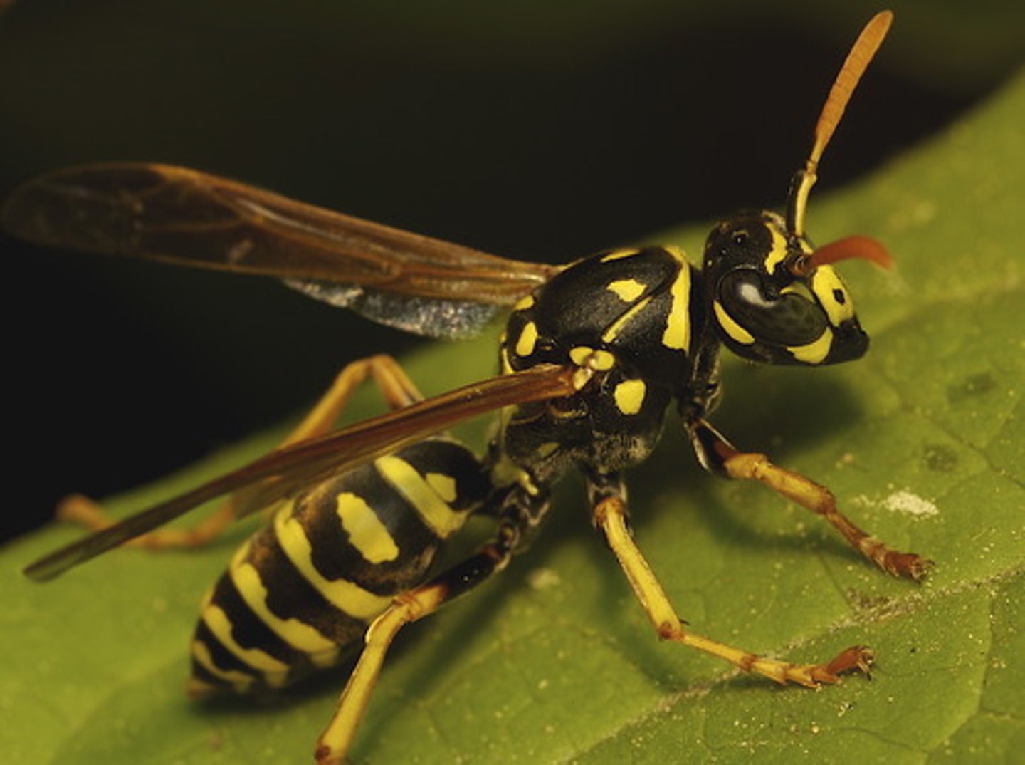 <p>Ants, Bees, Wasps, Sawflies</p>