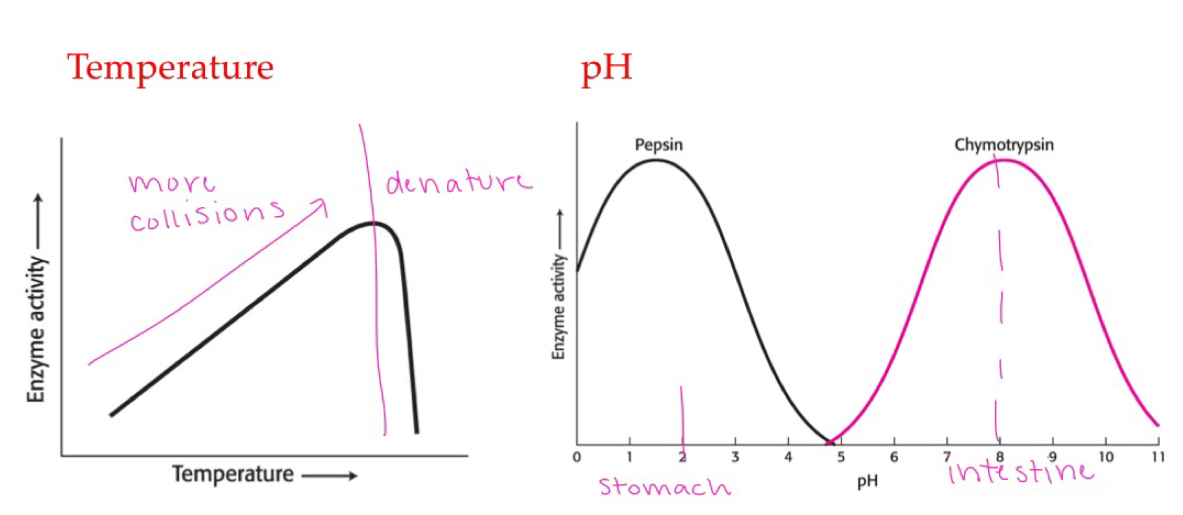 <p>temp: more collisions at higher temps, until temp is too high and enzyme denatures. pH: bell shaped curve, asp/glu/c term co2- needs to be deprotonated for max activity, lys/N term NH3+ needs to be protonated for max activity. </p>