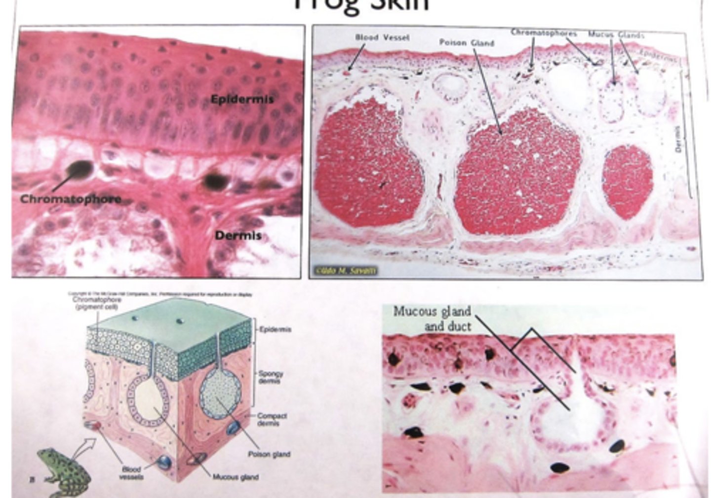 <p>Epidermis: Stratified squamous epithelium</p><p>Dermis: Chromatophores</p><p>(pigmented cells)</p><p>• Mucus glands</p><p>• Poison glands</p>