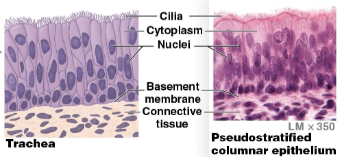 <p>It has varying shapes &amp; functions</p>