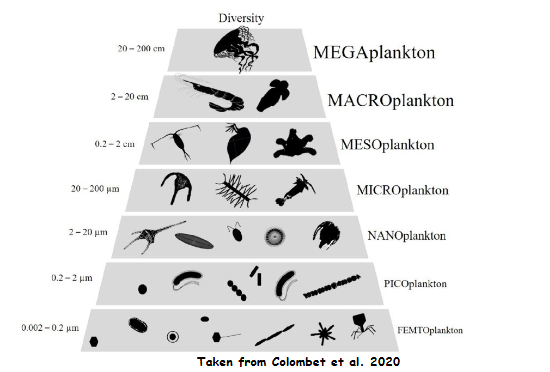 <p>Mega plankton size</p>