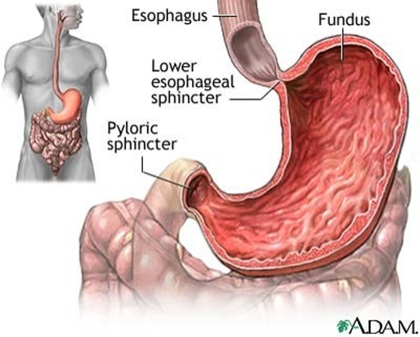 <p>Secretes acid and enzymes. Mixes food with secretions to begin enzymatic digestion of proteins</p>
