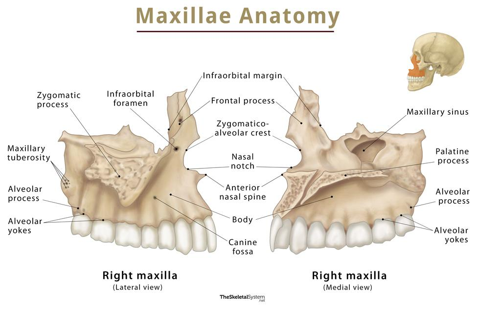 <p>16 Bony landmarks of the maxilla </p>