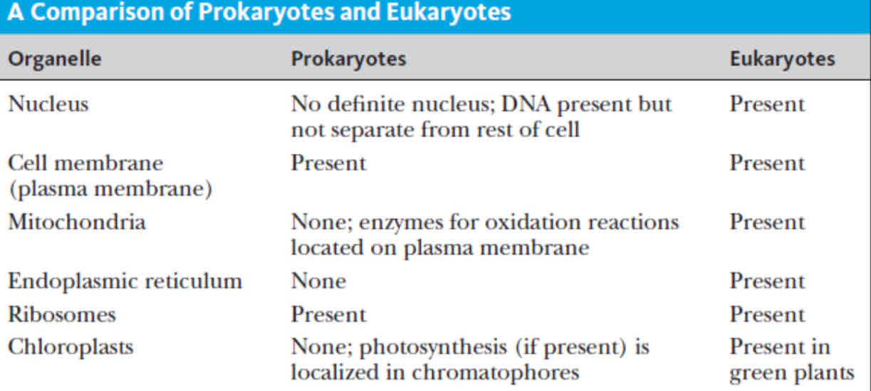 <p><span style="color: blue">These are the primary components or a comparison between the two cellular domains which is present or which is absent between the two.</span></p><p style="text-align: start"><span style="color: blue">We have nucleus which is absent in the Prokaryotic Cell, but hindi naman siya totally absent, iba lang ang pangalan niya, clumps of genetic component that we call "Nucleoid". The key difference between the two is the presence of a membrane.</span></p><p style="text-align: start"><span style="color: blue">Question. Is the membrane in your nucleoid comparable to the membrane seen in the cell? Diba ang tawag natin sa membrane ng nucleus is nuclear membrane or nuclear envelope. The answer is, its not because it is not a "Semi-permeable" membrane its actually an incomplete membrane, some biologists will not reffer to it as a membrane but just an envelope, because its less complex on what you have in the cell membrane.</span></p><p style="text-align: start"><span style="color: blue">Mitochondria is present in Eukaryotes and absent in Prokaryotes, kasi billions of years ago it was a bacteria that have been in incorporated na Eukaryotic cell through the process of "Endocymbiosis"</span></p><p style="text-align: start"><span style="color: blue">Ribosomes, is present in both cellular domains, so therfore it also acts the same mechanisim on both cells which is to produce, or involve in "Protien Synthesis".</span></p><p style="text-align: start"><span style="color: blue">Chloroplasts, which is not present in Prokaryotic cells, but some of it for example Cyanobacteria, blue and green algae, they are able to perform photosynthetic reaction, they still have this chloroplast like component na ang tawag is, "Chromatoforce" or "Chlorosomes".</span></p>