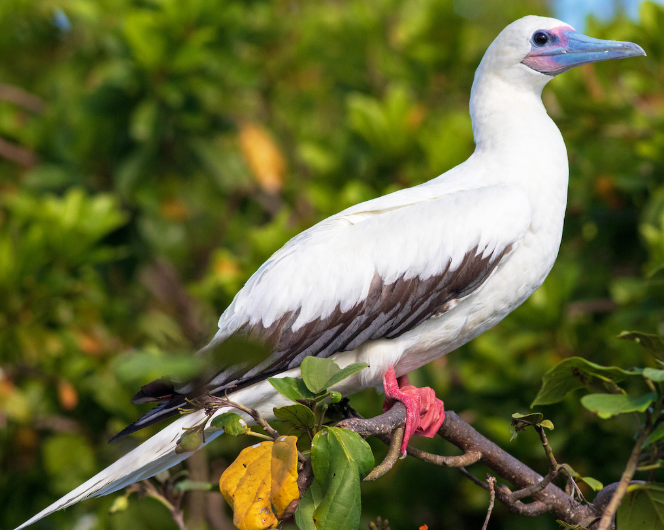 <p>What bird is this? </p>