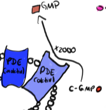 Ein PDE wandelt etwa 2000 Moleküle cyclisches Guanosinmonophosphat (c-GMP) in Guaninmonophosphat (GMP) um