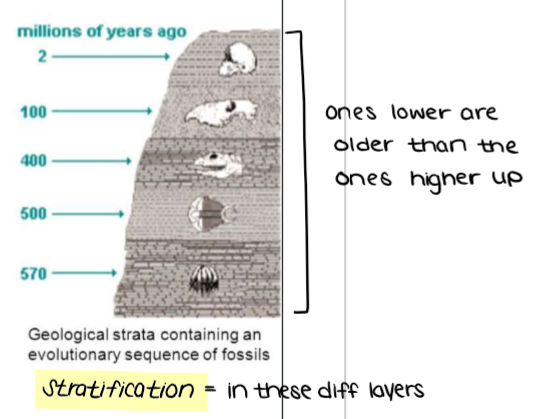 <ul><li><p><mark data-color="yellow" style="background-color: yellow; color: inherit;">Earth’s rocks form layers on top of each other over very long time periods. These layers, called </mark><u><mark data-color="yellow" style="background-color: yellow; color: inherit;">strata,</mark></u><mark data-color="yellow" style="background-color: yellow; color: inherit;">&nbsp;form a convenient timeline for dating embedded fossils. </mark><strong><em><u><mark data-color="yellow" style="background-color: yellow; color: inherit;">Strata that are closer to the surface represent more recent time periods, whereas deeper strata represent older time periods.</mark></u></em></strong></p></li></ul><p></p>