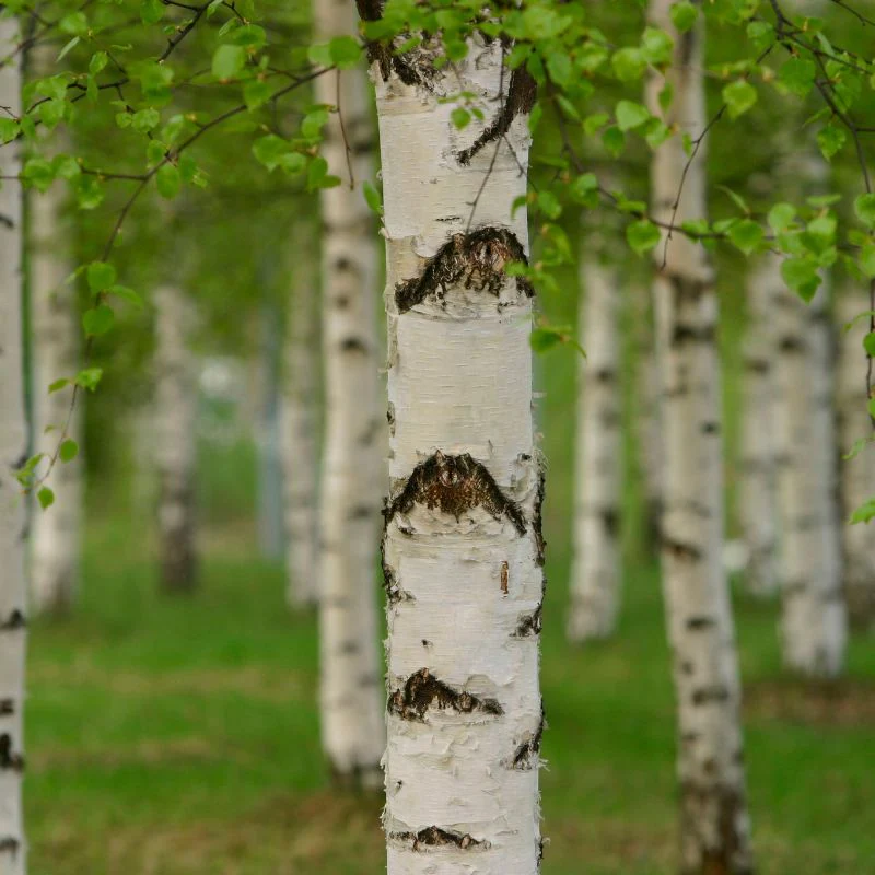 <p><strong>Birch (<em>Betula</em>)</strong></p><ul><li><p class="">Peeling bark (white or greyish)</p></li><li><p class="">Triangular leaves with serrated edges</p></li><li><p class="">Catkins (male and female on same tree)</p></li><li><p class="">Pendula (weeping habit), Silver Birch common</p></li></ul><p></p>