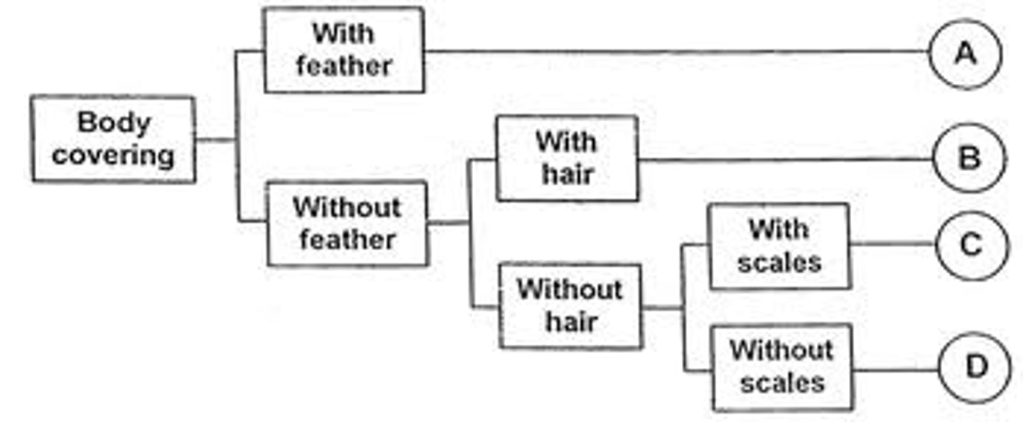 <p>Which organism is a dog?</p><p>A. A B. B C. C D. D</p>