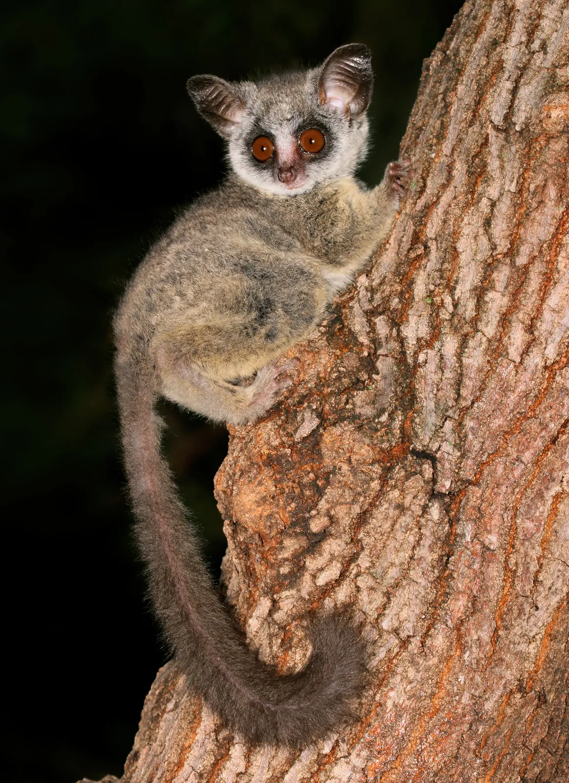 <p>Northern lesser galago or bushbaby</p>