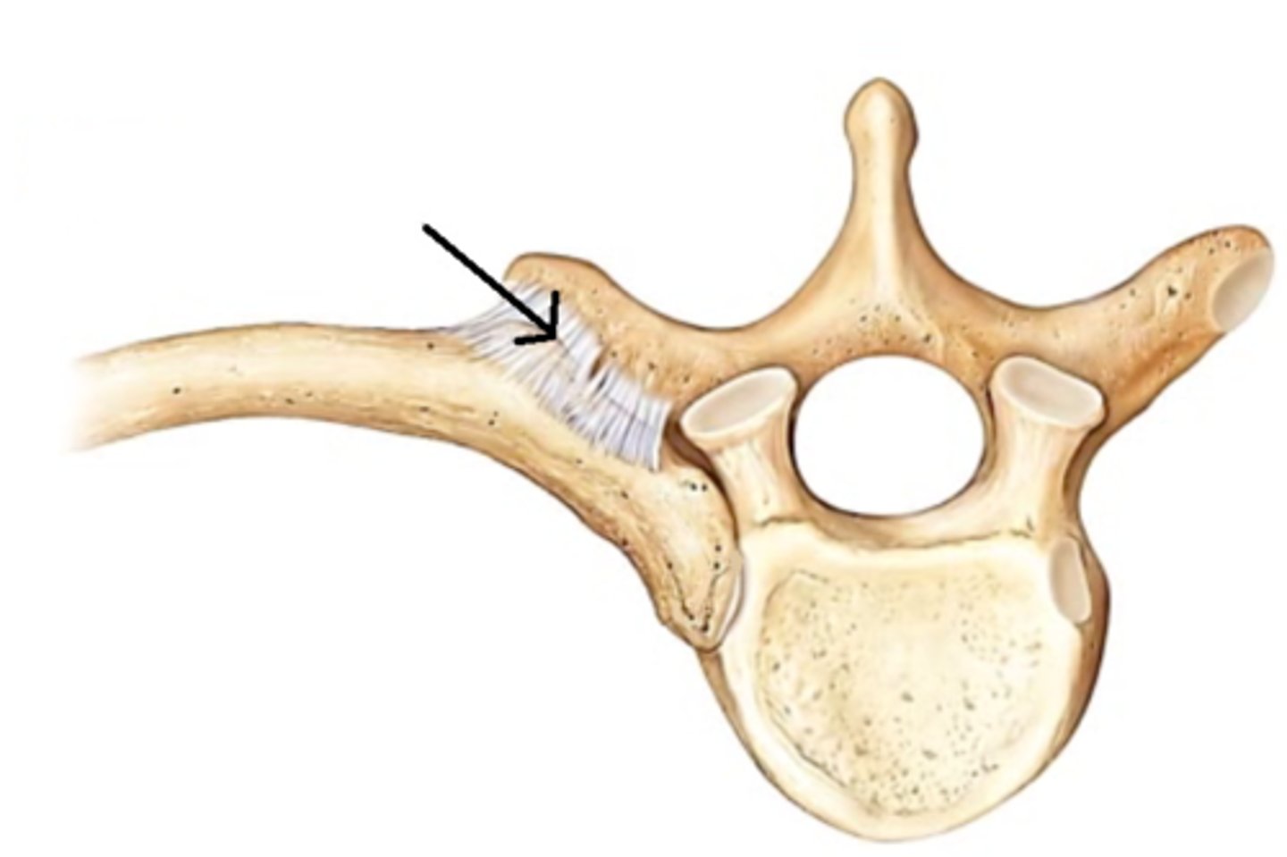 <p>tubercle of rib articulates with transverse process</p>