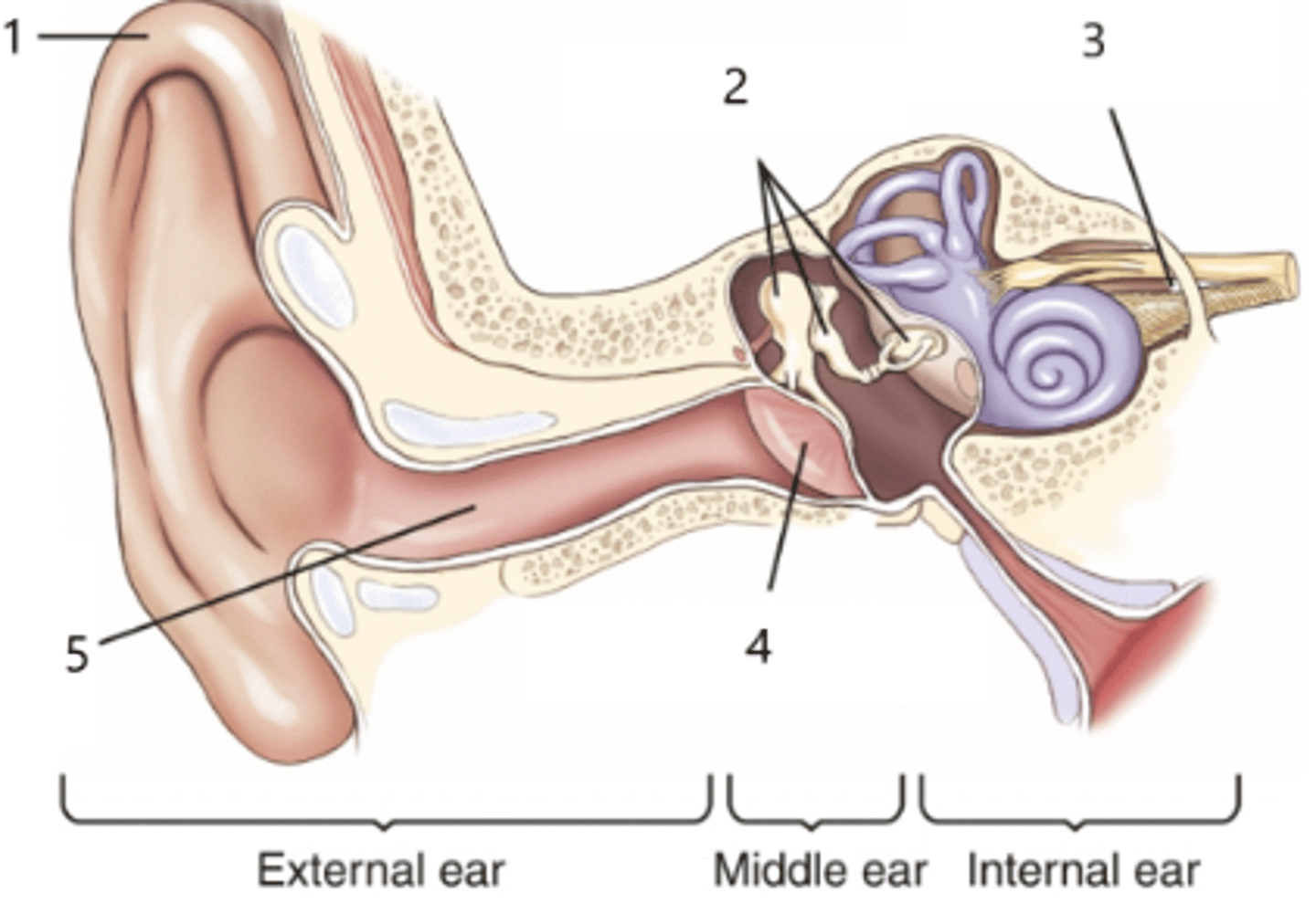 <p>What structure is identified by the number 2?</p>