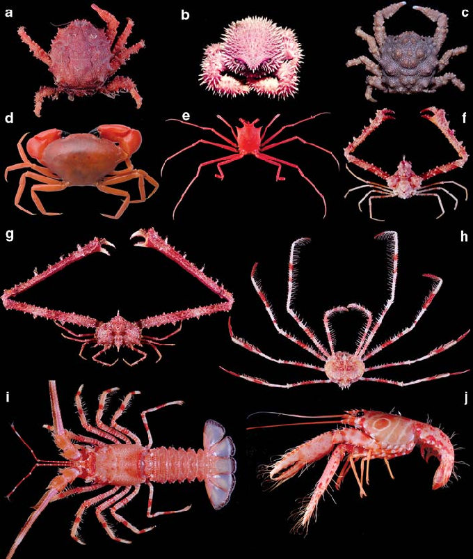 <p>Class Malacostraca, Order Decapoda</p>