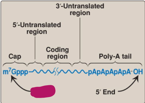 <p>Label this part of mRNA.</p>