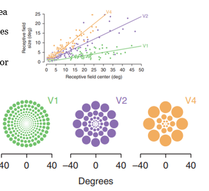 <p>relative to fovea, cell density and receptive field (RF) changes → cell density is highest at fovea and RF size increases moving away from the fovea</p><p>RF size increases in more anterior parts of the temporal cortex</p><p>V1 has higher density (more cells) and a smaller RF since it processes fine-grain details , moving forward to V4 shows that receptive field gets larger</p>