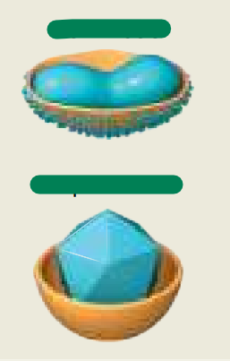 <p>Double-stranded DNA <strong>(enveloped)</strong></p>