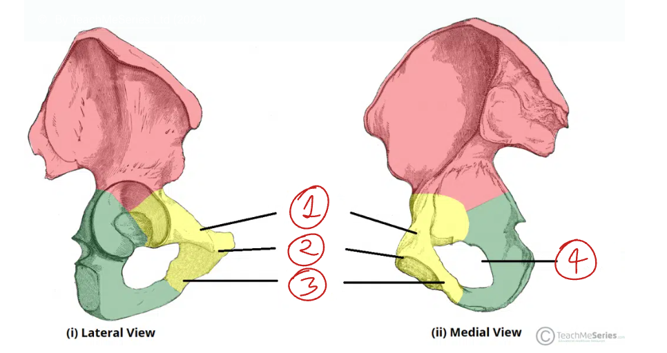 <p>Label this diagram of the pubis</p>
