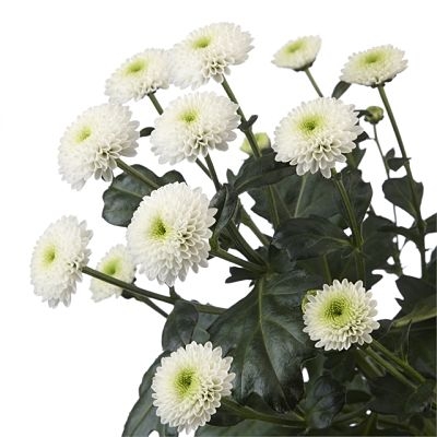 <p>Button Chrysanthemum</p>
