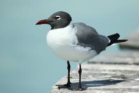 <p>gull w/ black head</p>
