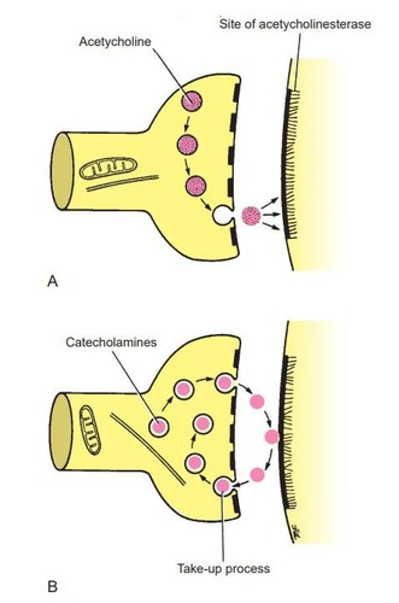 <p>Chemical messengers released at synapses.</p>