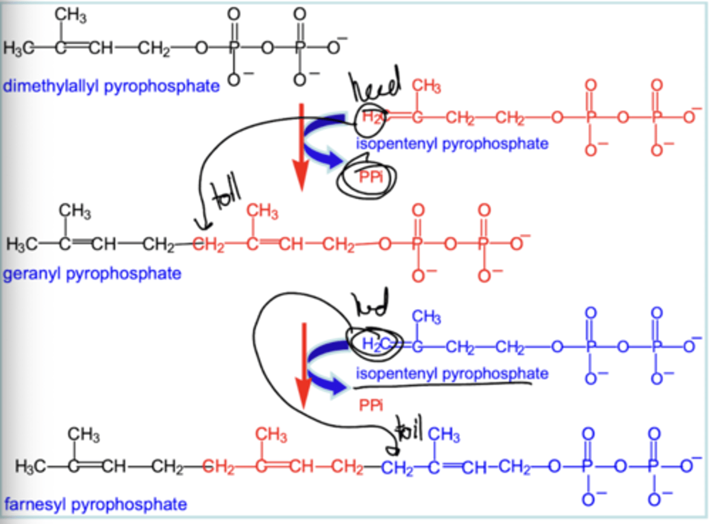 <p>PRENYL TRANSFERASE (farnesyl pyrophosphate synthase) catalyzes series of HEAD-TO-TAIL CONDENSATION REACTIONS. THESE REACTIONS ADD IPP to dimethylallyl PP to form farensyl pyrophosphate.</p>