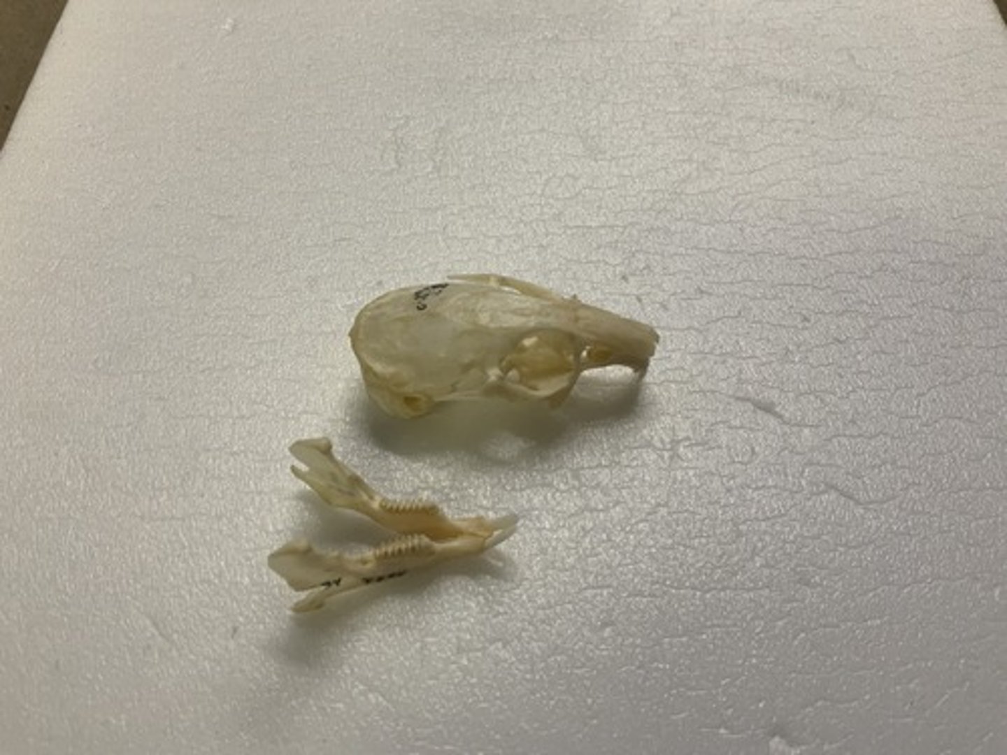 <p>Family, Order, Infraclass, Subclass</p><p>-2nd I peg-like, behind main I</p><p>-jutting jugal bone past zygomatic arch</p><p>-minor perforations in maxilla</p>