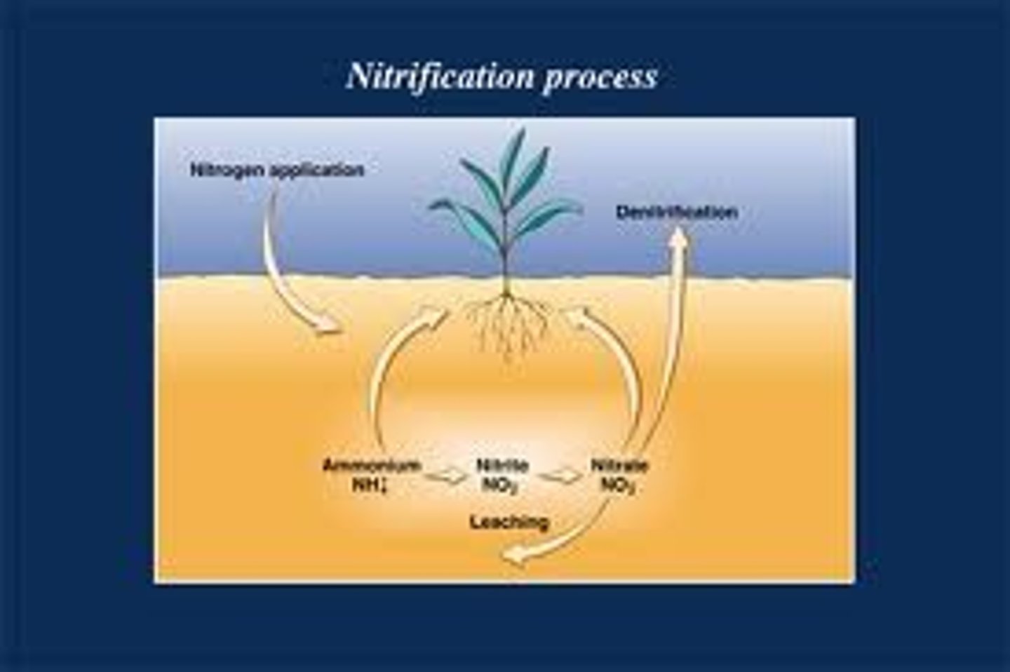 <p>conversion of nitrates into nitrogen gas by denitrification bacteria.</p>