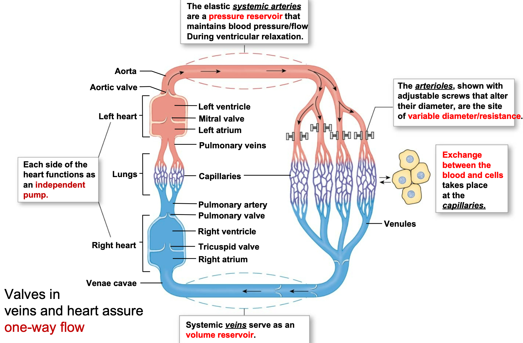 <ol><li><p>Elastic systemic arteries are a pressure reservoir that \n maintains blood pressure/flow during ventricular relaxation</p></li><li><p>Arterioles are the site of variable diameter/<strong>resistance</strong></p><ol><li><p>Contraction or relaxation of smooth muscle in arterioles (increases or decreases diameter) regulates blood pressure and flow to capillary beds</p></li></ol></li><li><p>Capillaries are the site of the exchange between blood and cells</p></li><li><p>Systemic veins are a volume reservoir</p></li><li><p>Each side of the heart functions as an independent pump</p></li><li><p>Valves in veins and heart assure one-way flow</p></li></ol>