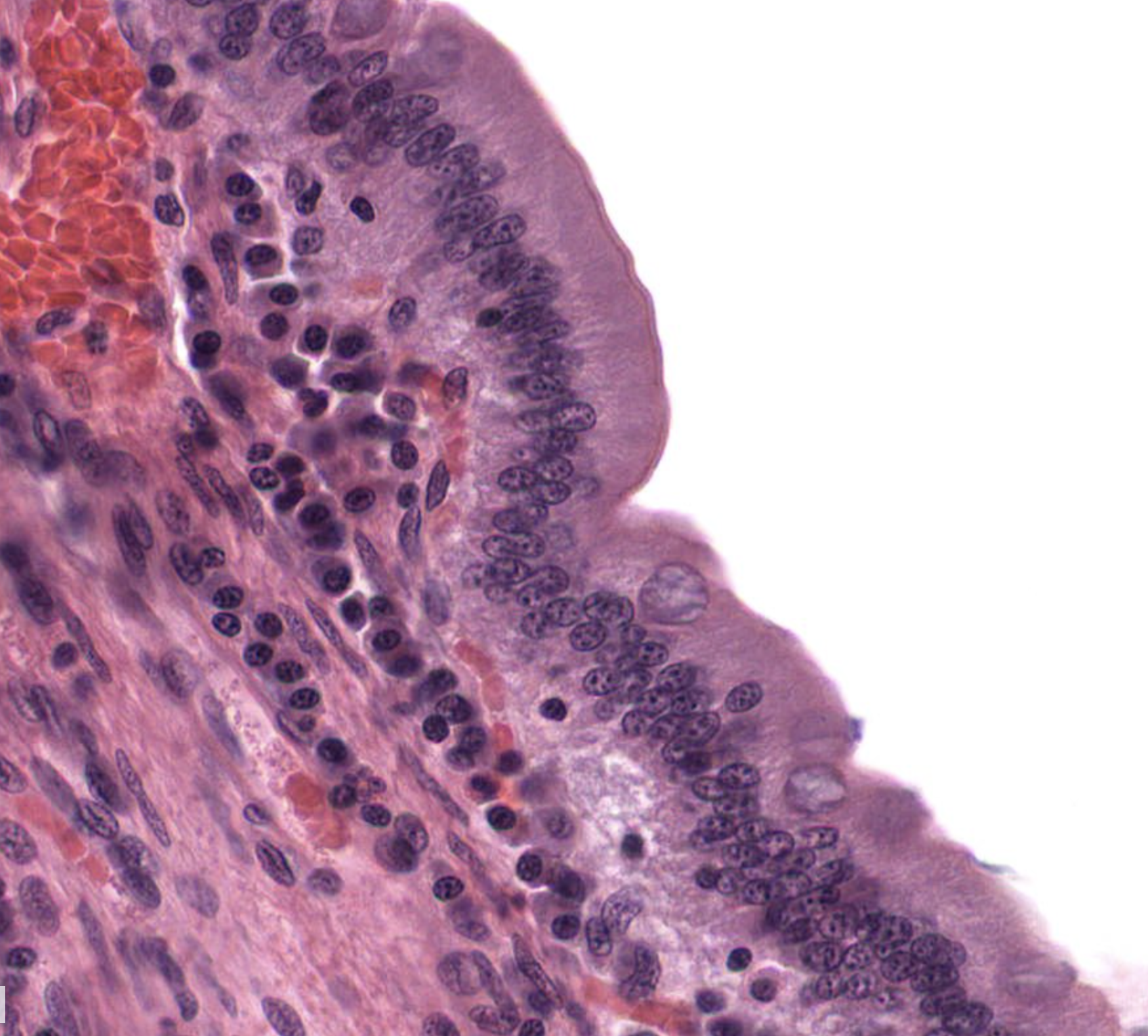 <ol><li><p>What tissue is this?</p></li><li><p>Where can it be found?</p></li><li><p>What is its function?</p></li></ol><p></p>