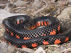 <p>Family: Colubridae</p><p>Latin: Farancia abacura</p><p>Red-bellied Mudsnake</p>
