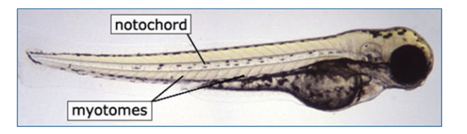 <ul><li><p>posterior elongation of the body extending beyond the anus&nbsp;</p></li><li><p><strong>myotomes</strong>= cuts of muscle, delineate dif sections of muscle</p></li><li><p><strong>myomeres</strong>= actual muscle bt each of the segments</p></li><li><p>myomeres/myotomes derived from mesoderm</p></li></ul><p></p>