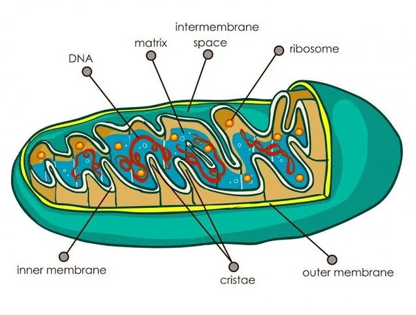 <ul><li><p>2 membranes</p><ul><li><p>Smooth on the outer membrane</p></li><li><p>Cristae on the inner membrane</p></li></ul></li><li><p>Filled with matrix</p></li><li><p>converts nutrients into energy for the cell</p><ul><li><p>aka ATP</p></li></ul></li><li><p>exists in both plants and animal cells</p></li></ul>