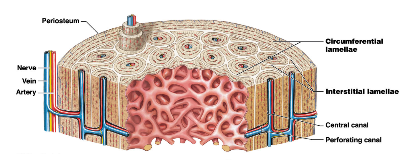 Periosteum 